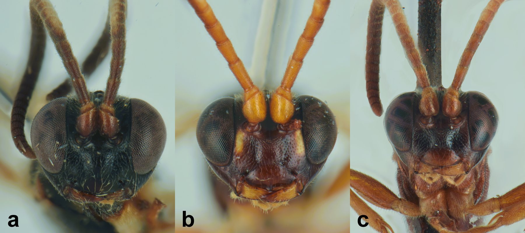 Darwin wasps from the Nature Reserve of Pantalica, Sicily