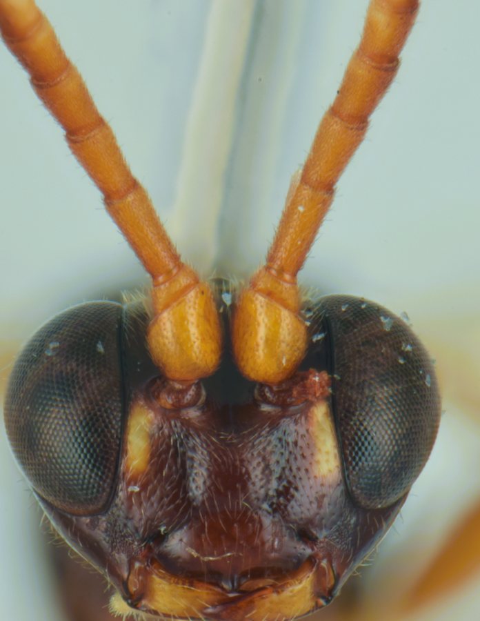 Frontal view of the head of a Misetus wasp (Ichneumonidae)
