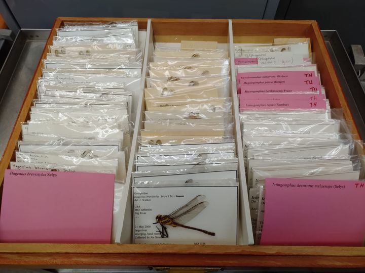 A drawer of dragonflies stored in envelopes