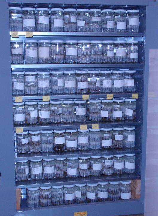 Shelves of specimens preserved in alcohol